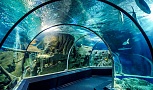 Океанариум Sochi Discovery World Aquarium